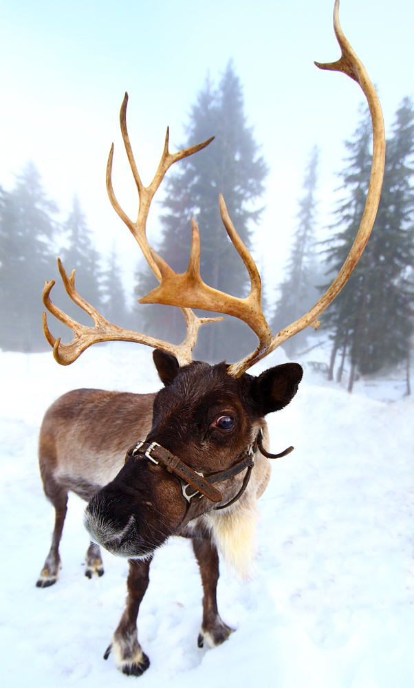 Santa's Reindeer Arrive At Grouse Mountain! 