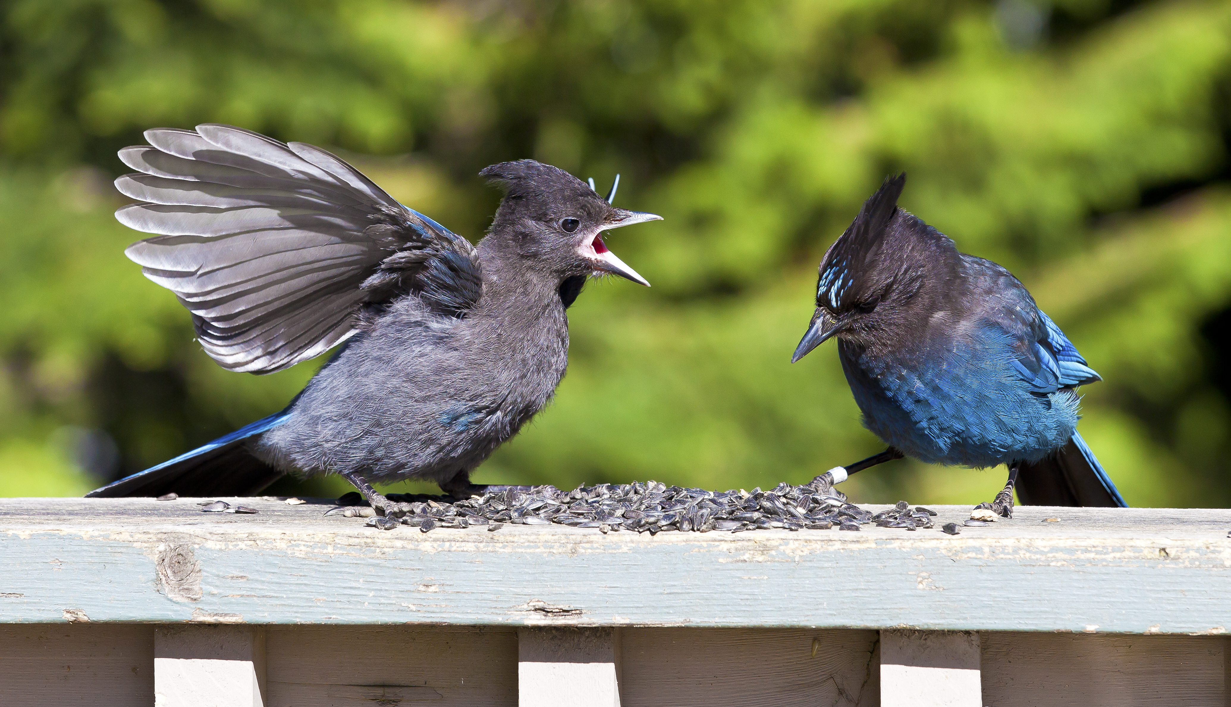 What to do if you find a baby bird; plus, baby Steller's Jay