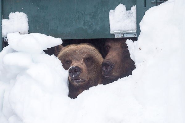 Hibernation: What's Going on for Grizzly Bears in Winter? - Grizzly bear  conservation and protection