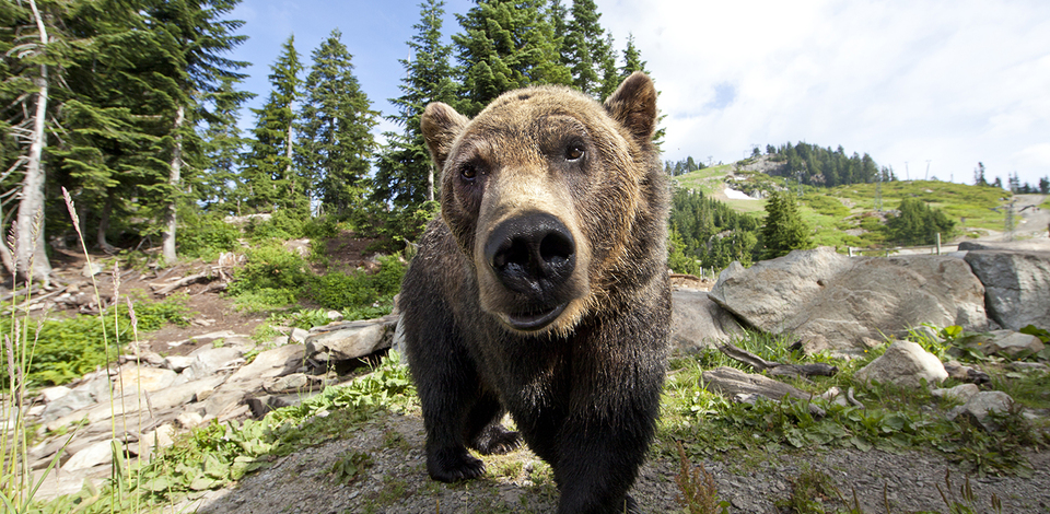 Brown / Grizzly Bear Facts - North American Bear Center