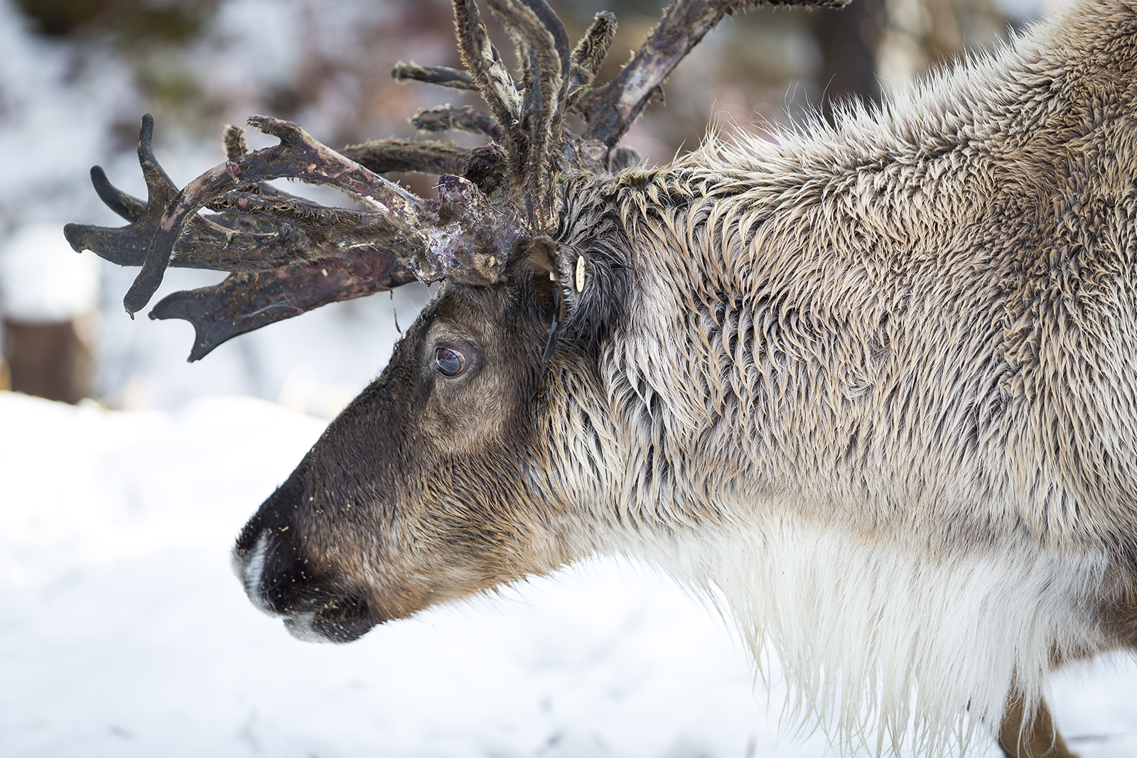 Santa's Reindeer Spotted on Grouse Mountain | Grouse Mountain - The ...