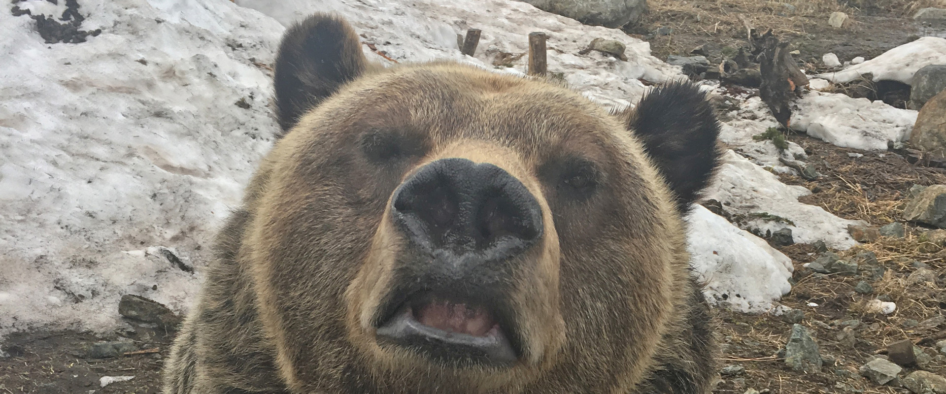 Grizzly Bear Weigh-In | Grouse Mountain - The Peak of Vancouver