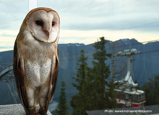 Grouse Mountain hosts large evetns